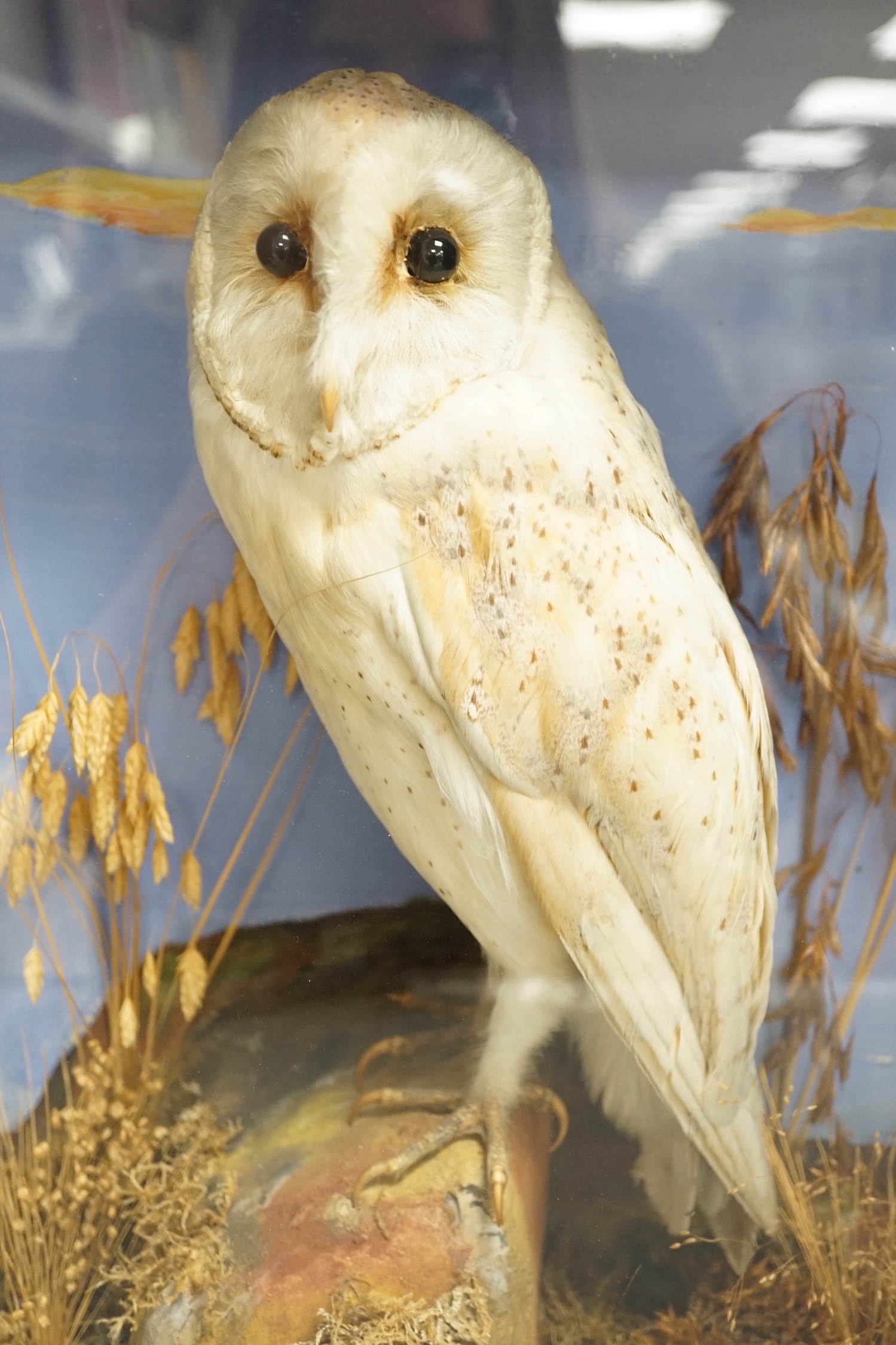 A taxidermy perched barn owl by G&J Ambrose, Colchester in glazed wooden case - 40cm high